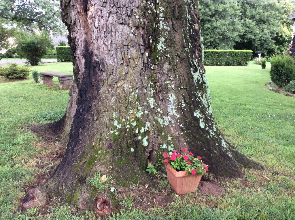 Huge Oak Tree