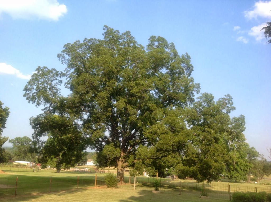 Pecan Tree